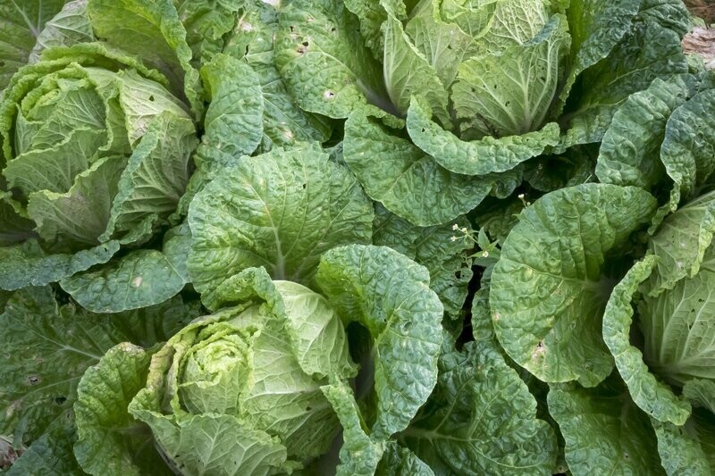 Vegetables and Herbs