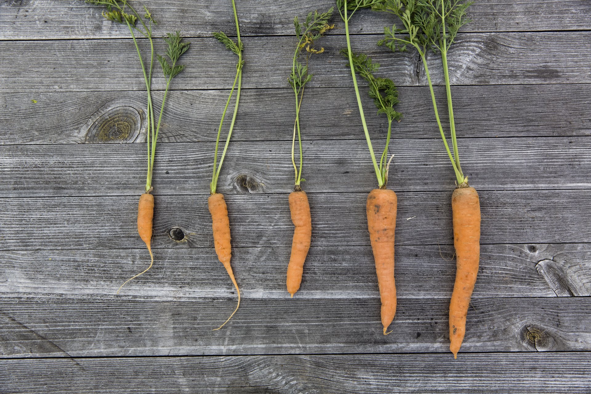 Vegetables and Herbs