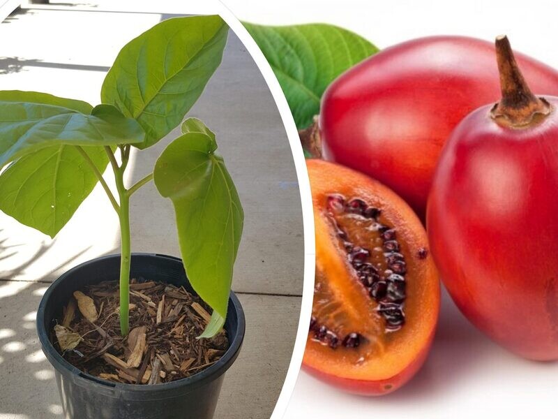 Seldom Seen Fruit Trees