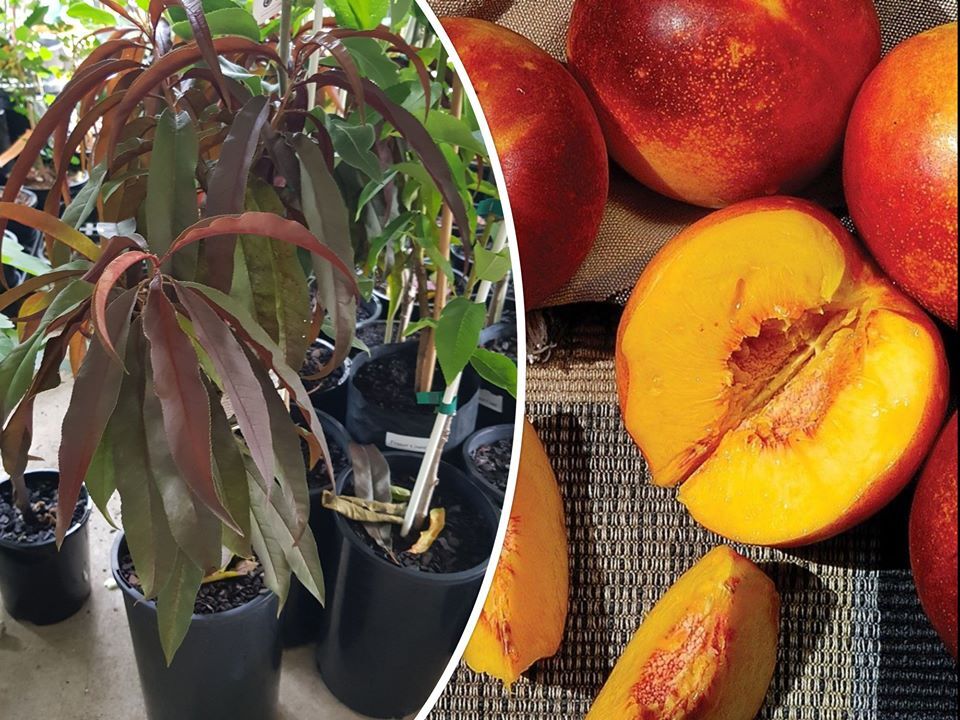 Hard Fruits