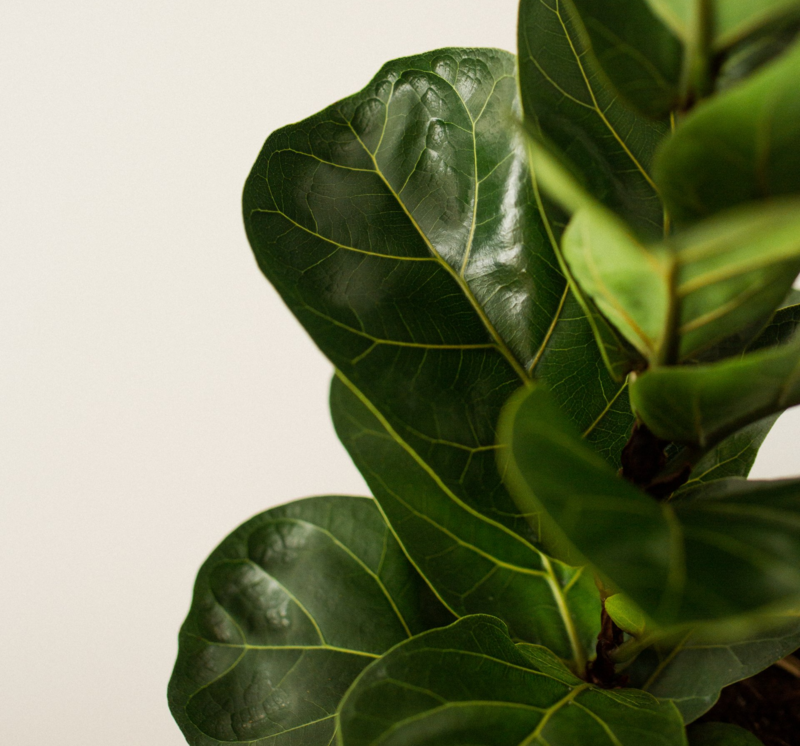 Specialty Indoor Plants