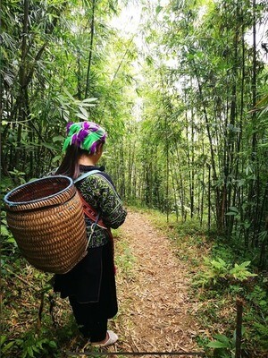Natural. 1D Bamboo Treks