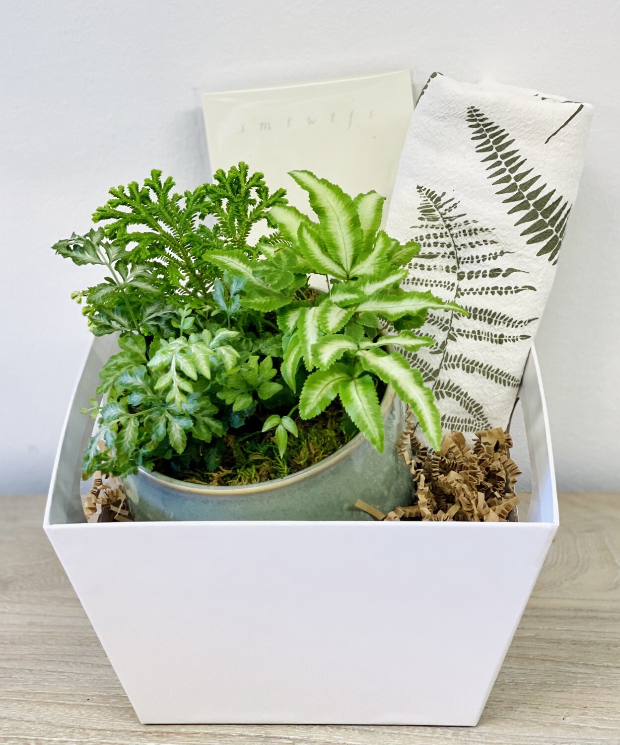 Fern Garden Fern Garden