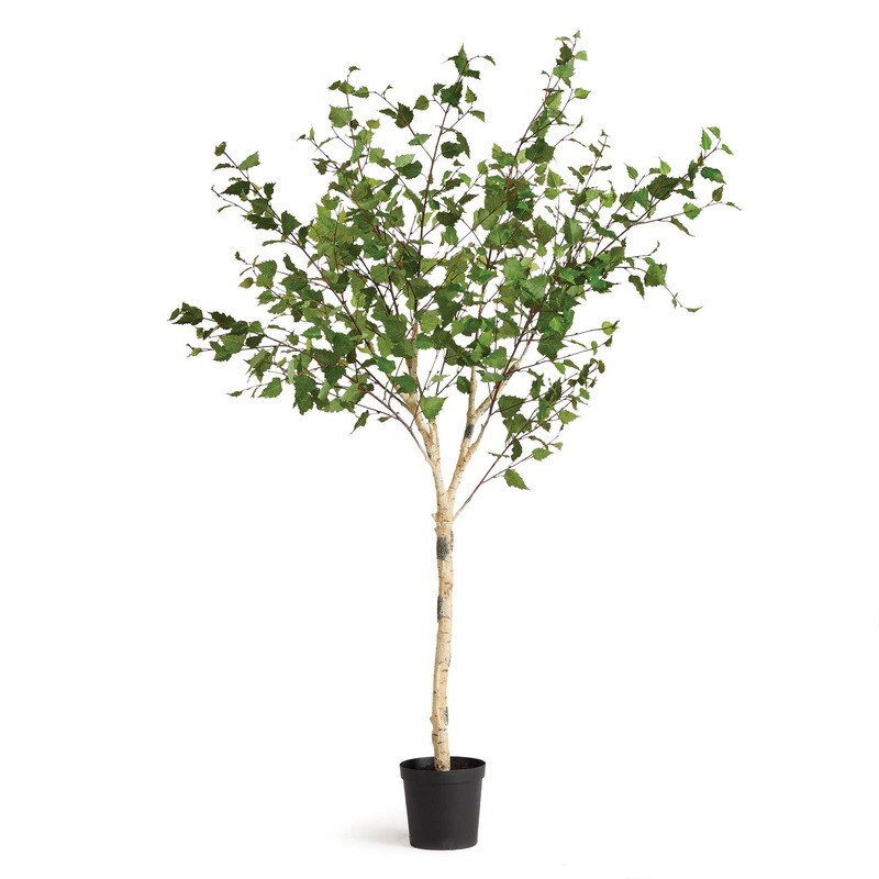 Birch Tree Drop-In 6&#39;4&quot;