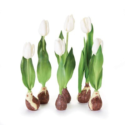 Standing Tulips With Bulbs, Set Of 6