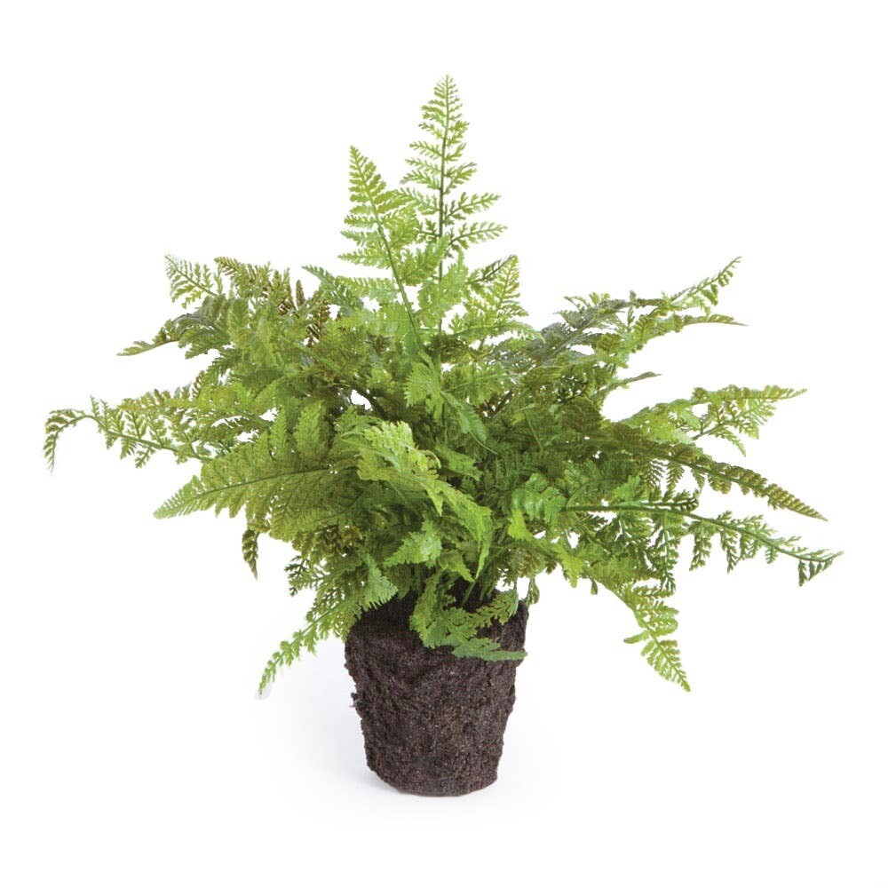 Maiden Hair Fern Drop-In