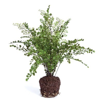 Maidenhair Drop-In 18&quot;
