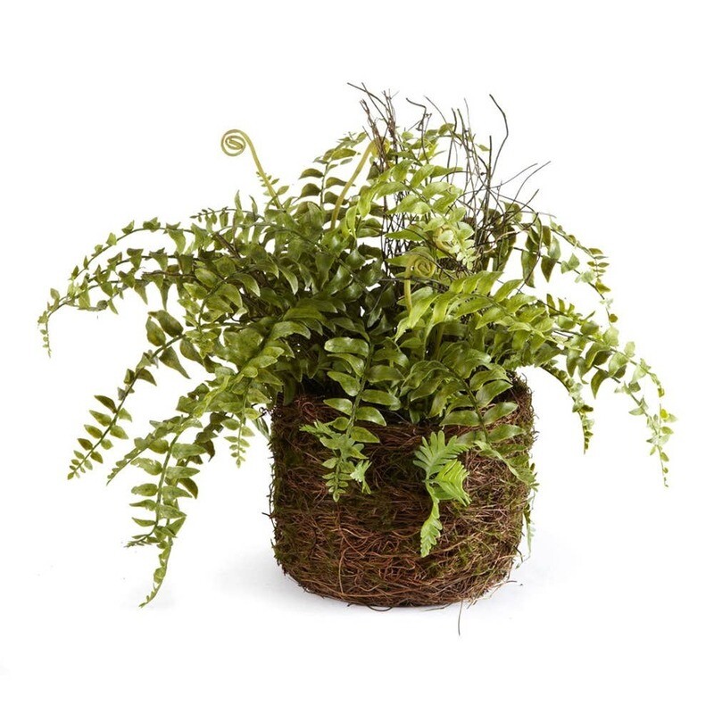 Boston Fern Rustic Drop-In 12&quot;