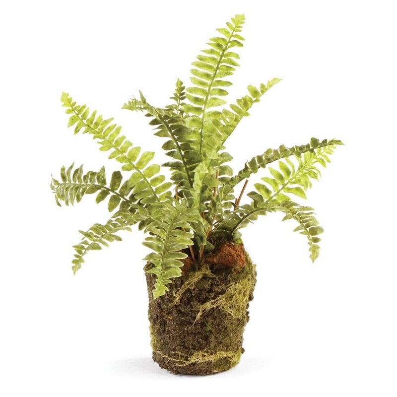 Boston Fern Drop-In 9&quot;