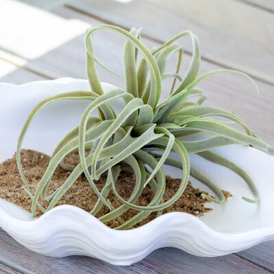 Tillansia Plant, Small