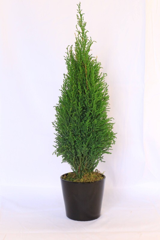Preserved Lemon Cypress Tree