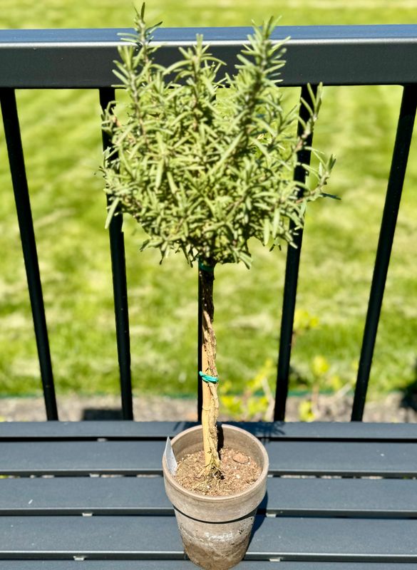 Rosemary Topiary