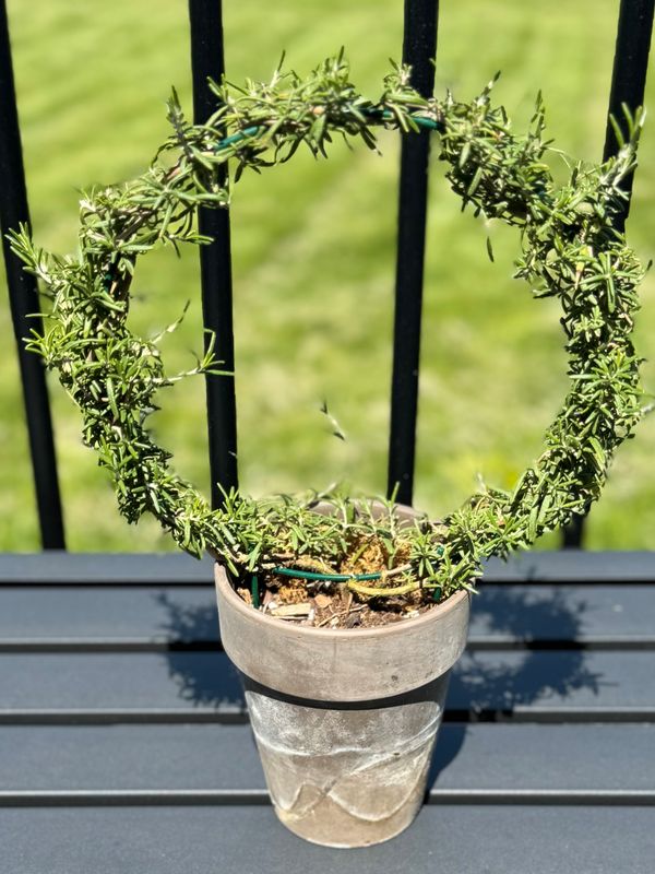 Rosemary Hoop