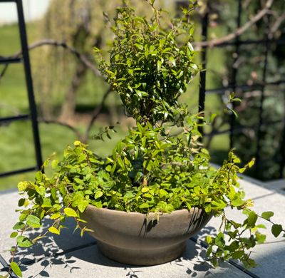 Myrtle Topiary Combination Pots