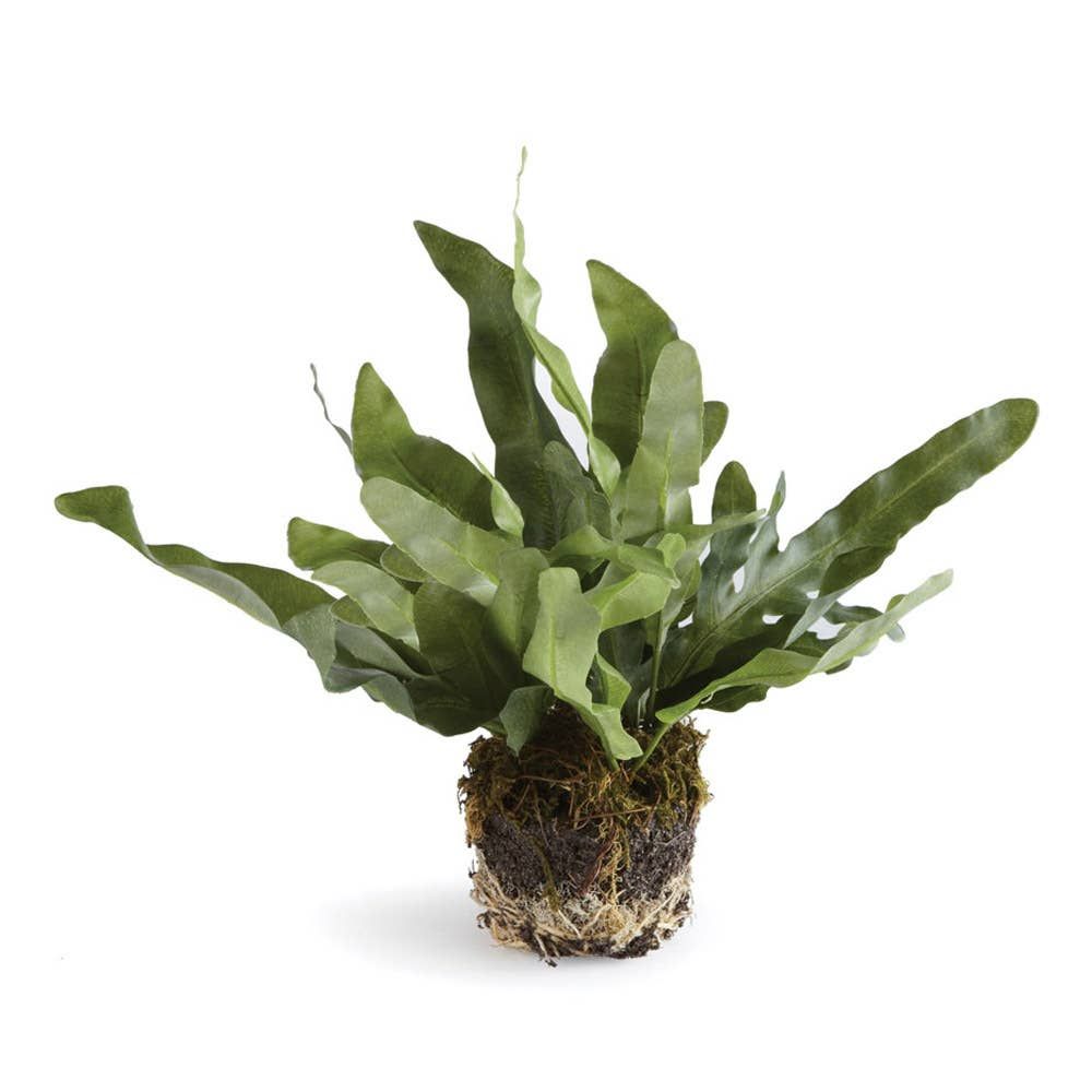 Echeveria Fern Drop-In 8.5&quot;