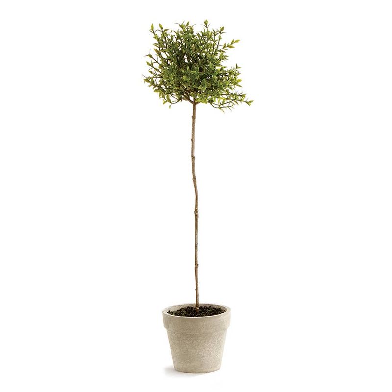 Thyme Topiary 16&quot;