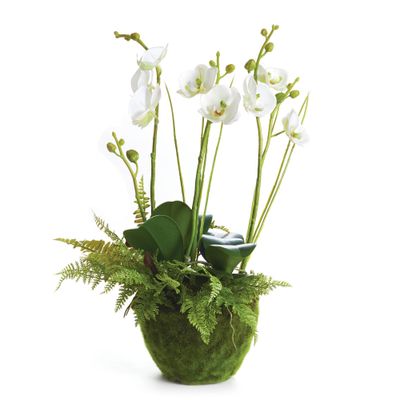 Phalaenopsis &amp; Fern Drop-In 18&quot;