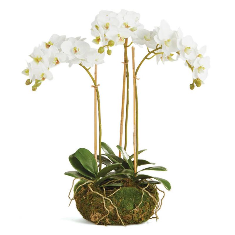 Phalaenopsis Orchid Mini Garden Drop-In 16&quot;