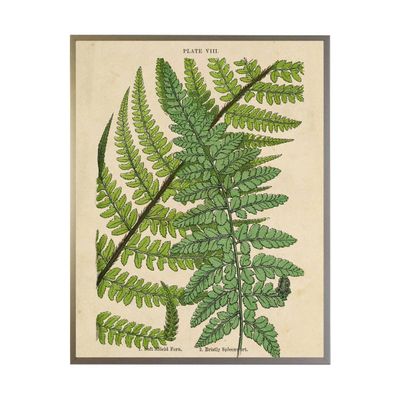 Vintage Fern Collage Vintage Fern Collage