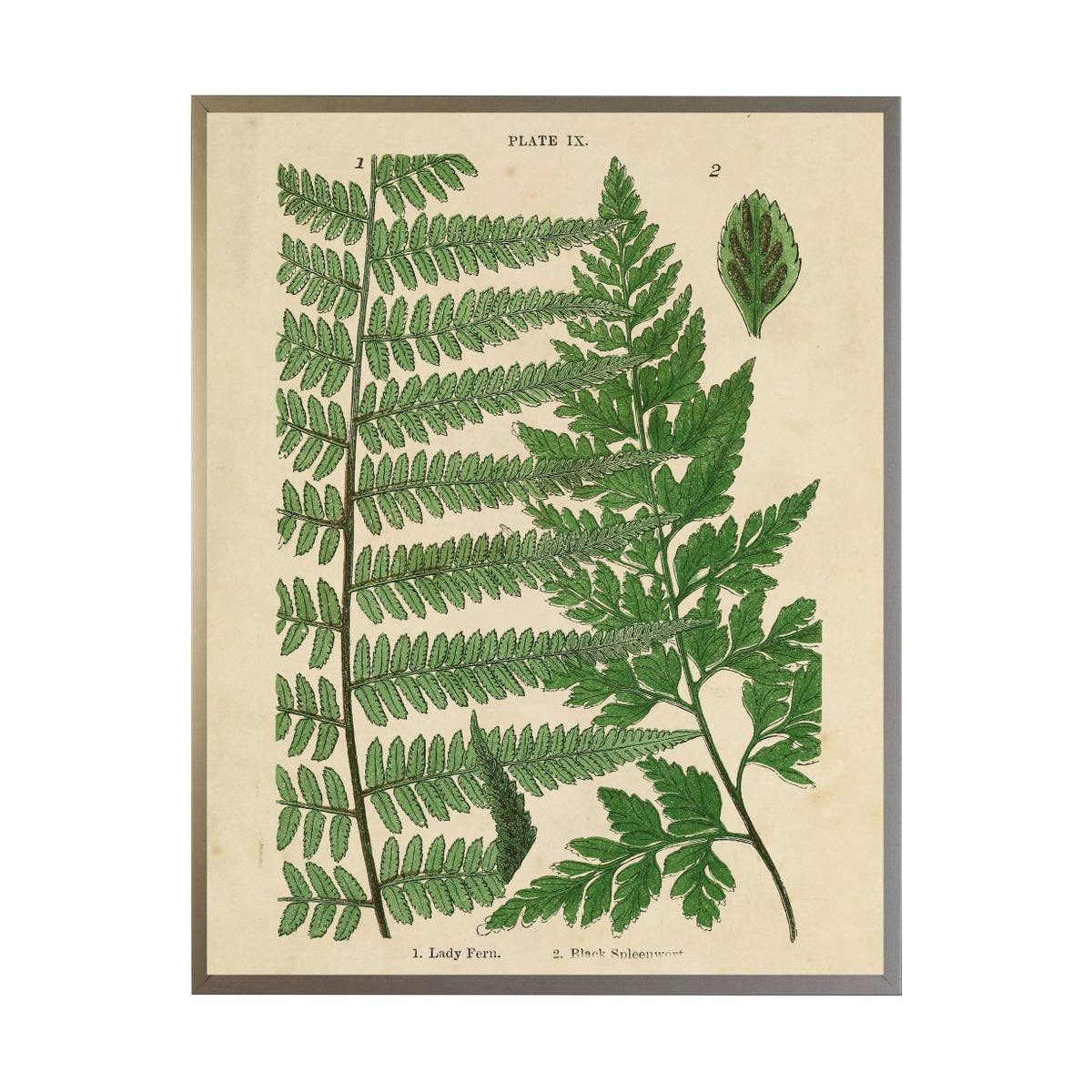 Vintage Fern Collage