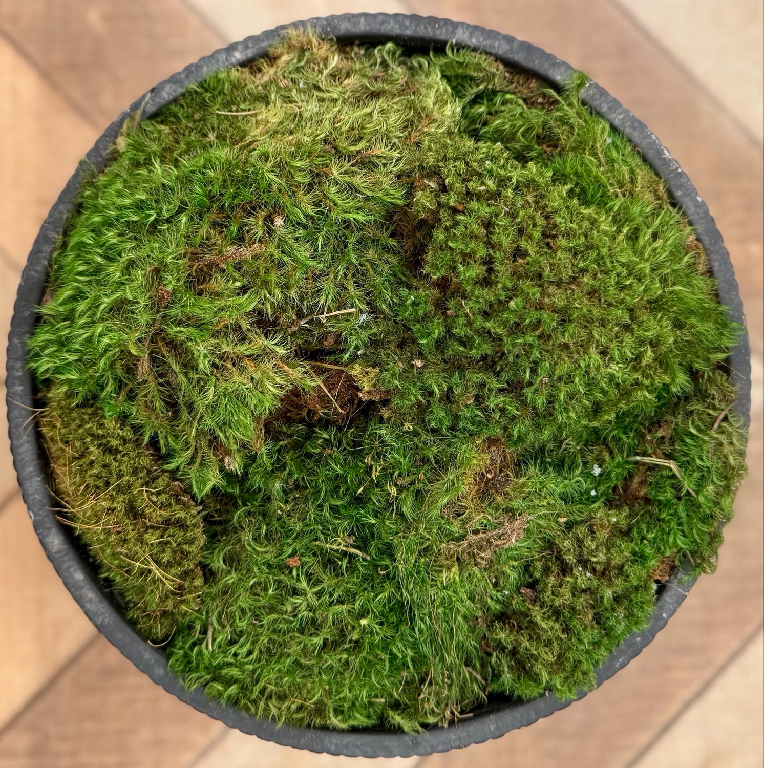 Black Distress Bowl filled with Moss