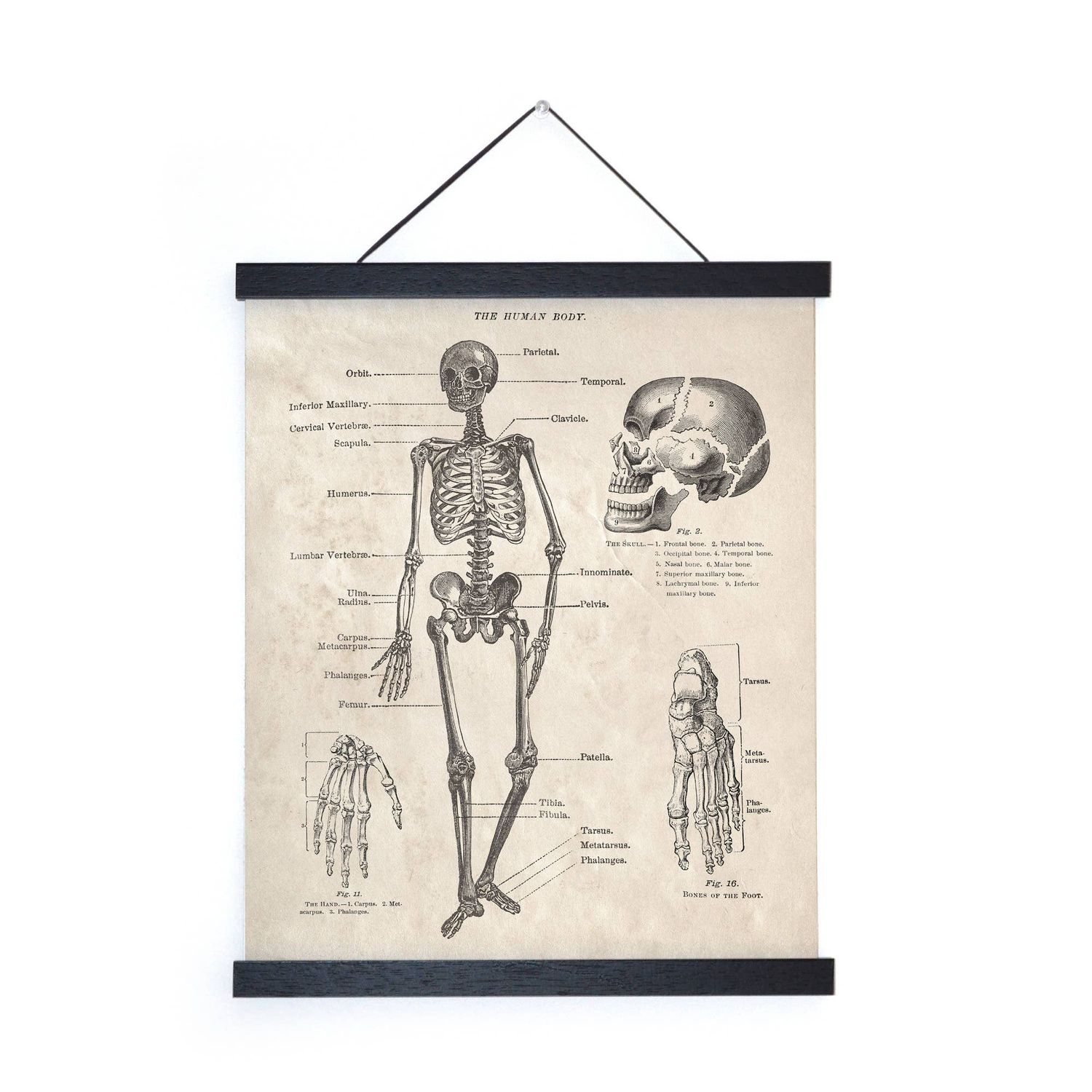 Vintage Anatomy Human Body Skeleton Print w/ optional frame: 16x20, Print + Black Frame
