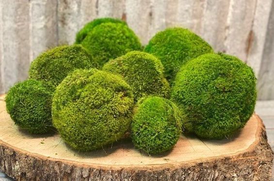 Moss Balls