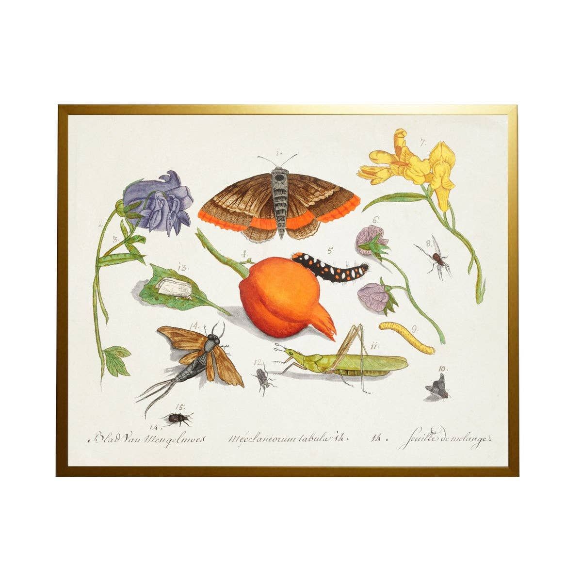 C Bugs And Flowers Vintage Book Plate