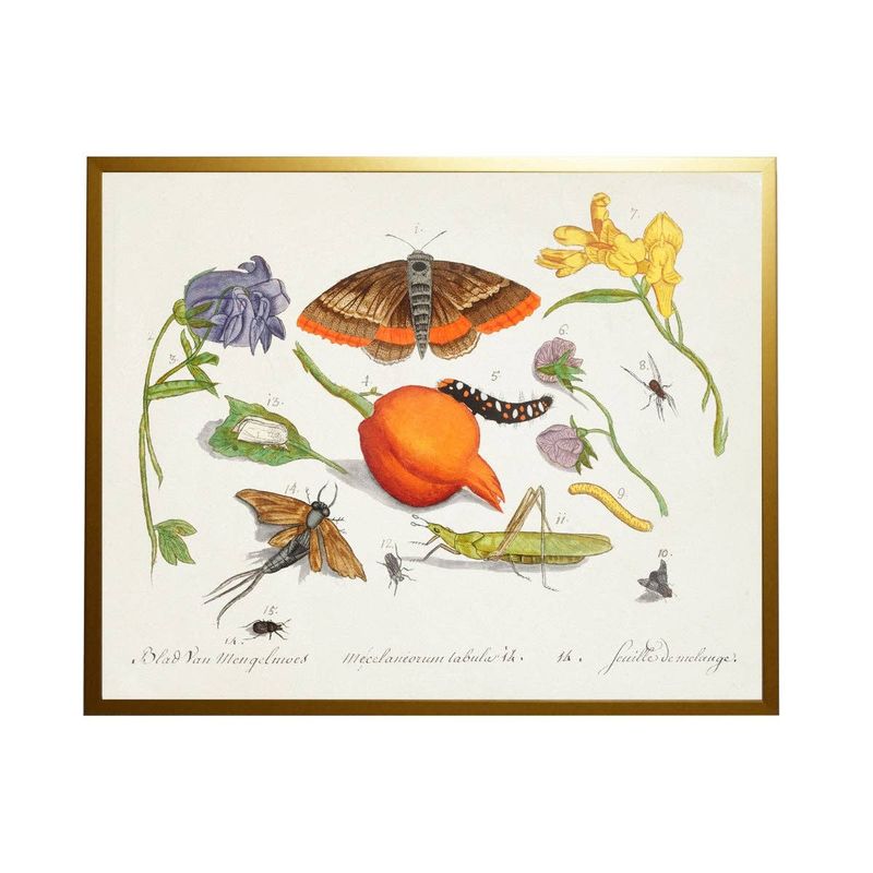 C Bugs And Flowers Vintage Book Plate