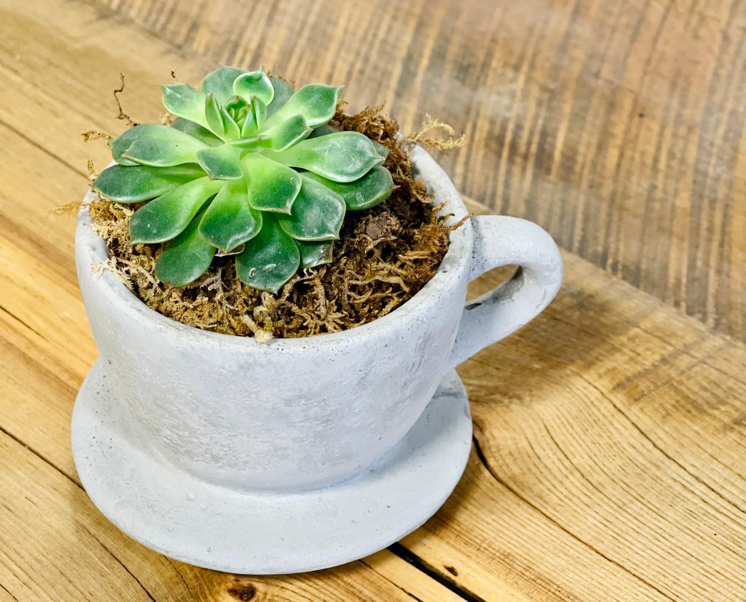 DIY Succulent Bar: Create Your Own Botanical Moment