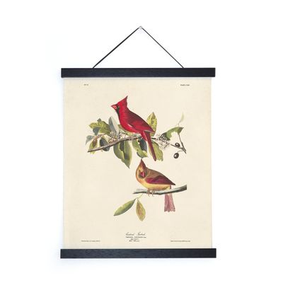 Vintage Audubon Cardinal Bird Print w/ optional frame: 11x14, Print&nbsp;+ Black Frame
