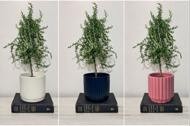 Rosemary Spiral Topiary