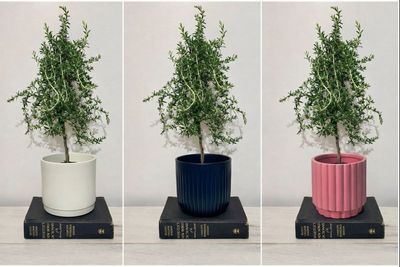 Rosemary Spiral Topiary