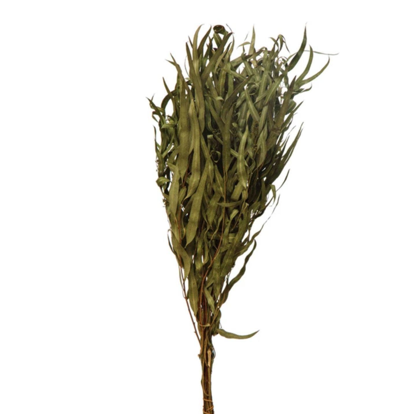 Dried Eucalyptus