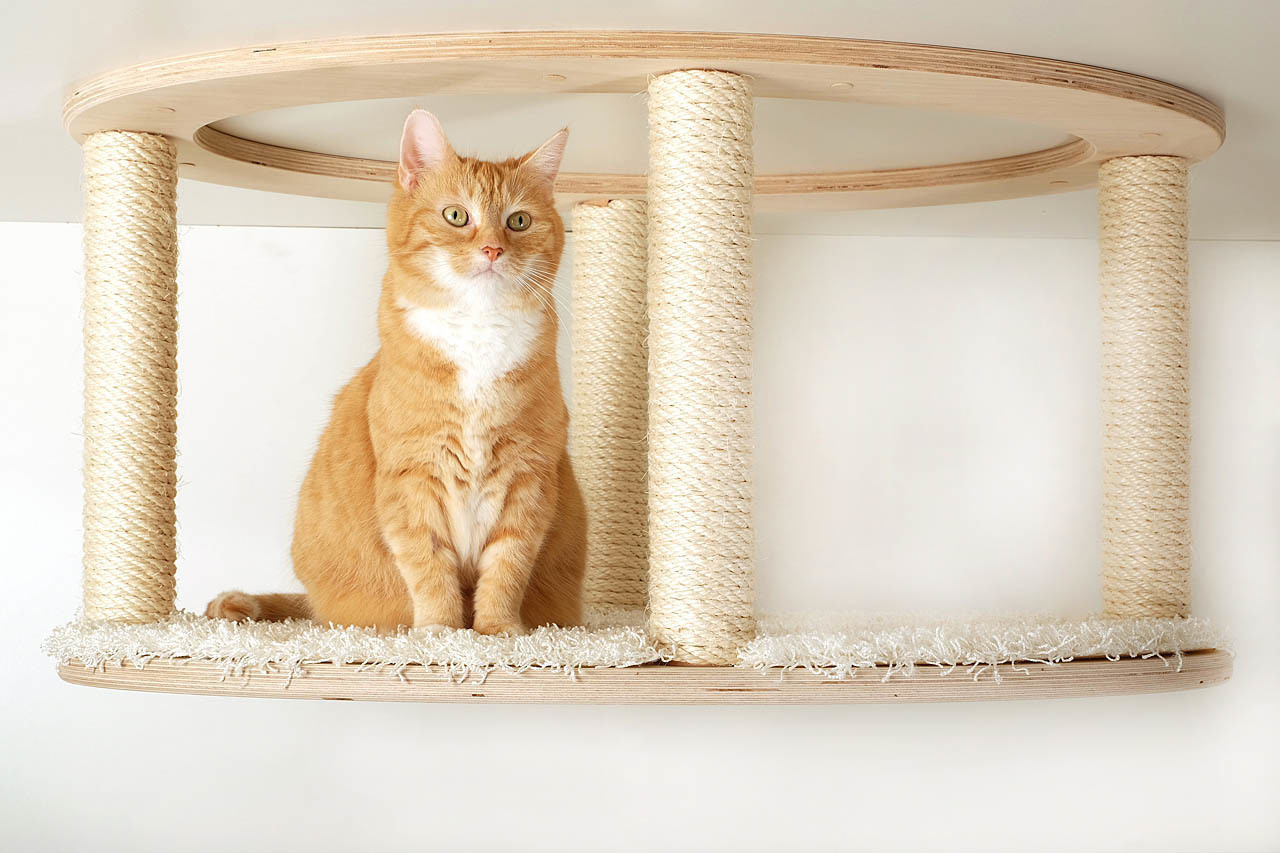 キャット・ヘブン