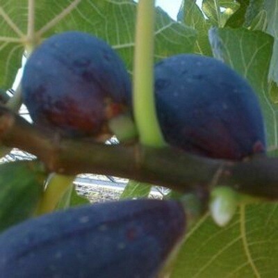 1 - violetta fig cutting.