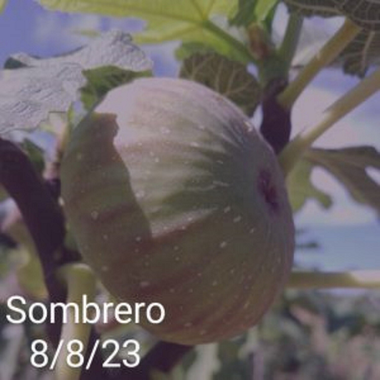 1 SOMBRERO CUTTING.