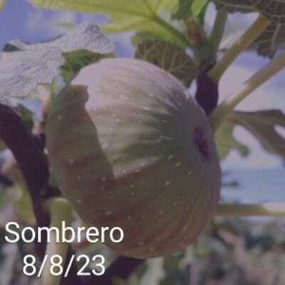 1 SOMBRERO CUTTING.