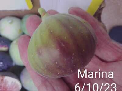 1 MARINA FIG CUTTING.