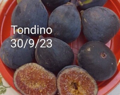 1 TORDINO CUTTING.
