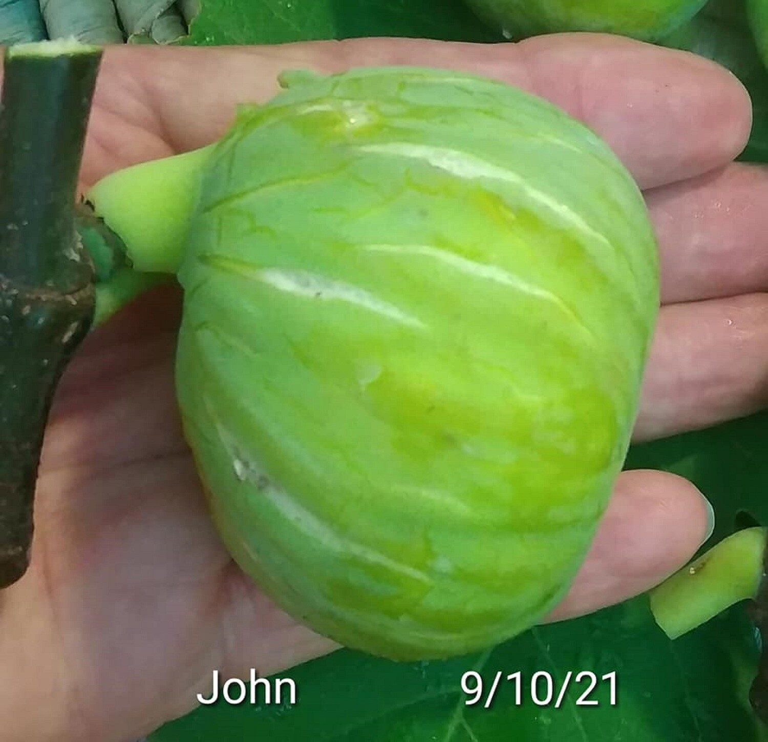 1 JOHN FIG CUTTING.