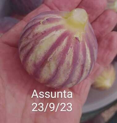 1 ASSUNTA CUTTING.