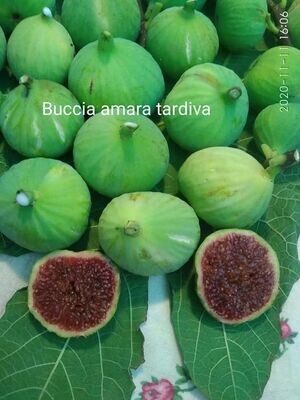 1 - buccia amara fig cutting.