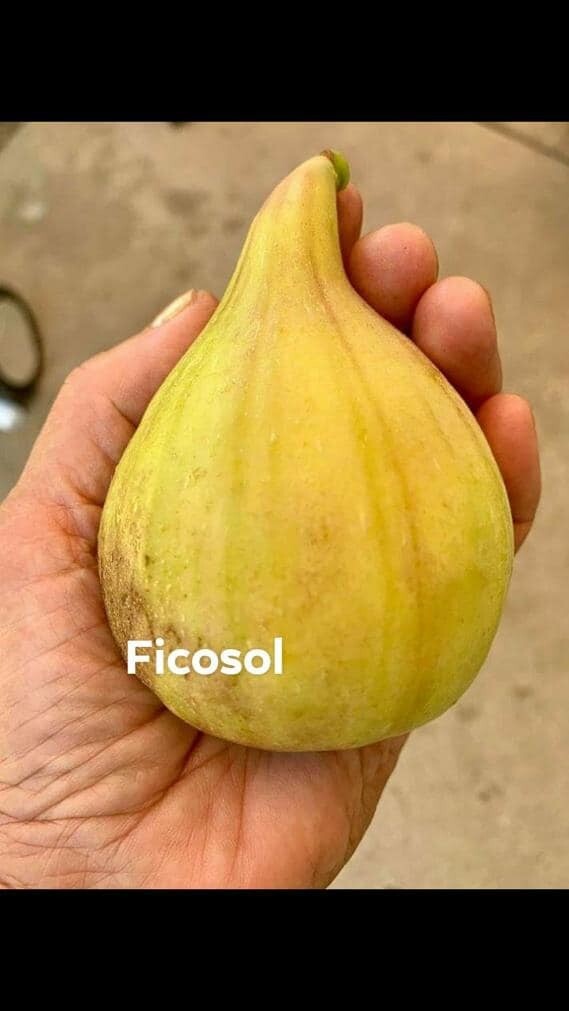 1- FICOSOL ROOTED CUTTING. 20&quot;