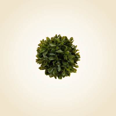 Small Boxwood Green Ball 6&quot;