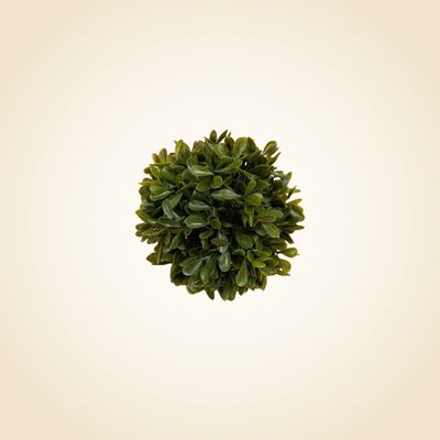 Small Boxwood Green Ball 6"