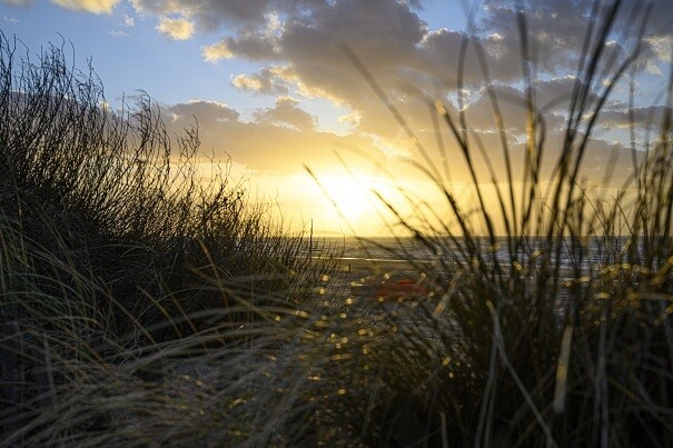 Gras in zeereep Zandvoort - print op paneel