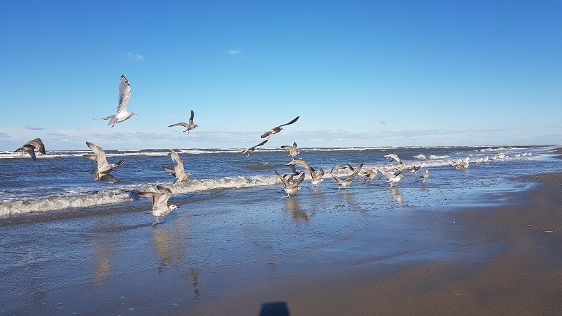 Zeemeeuwen - print op paneel