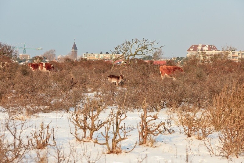 In de duinen van Zandvoort - print op canvas