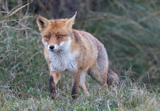 Vos in de duinen van Zandvoort - print op canvas